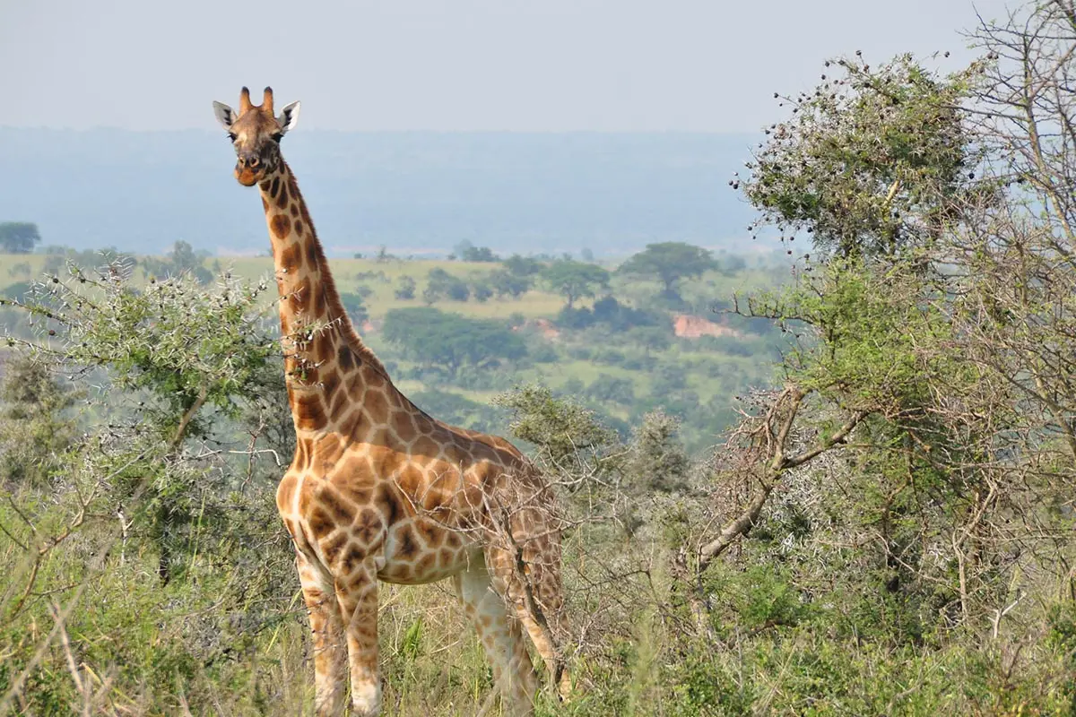 10-Day Best of Uganda Safari Adventure