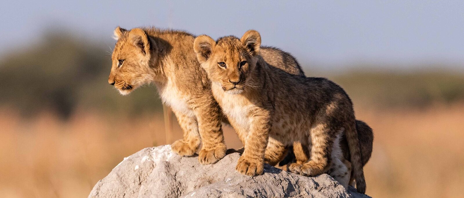 10-Day Kenya Wildlife & Culture Safari