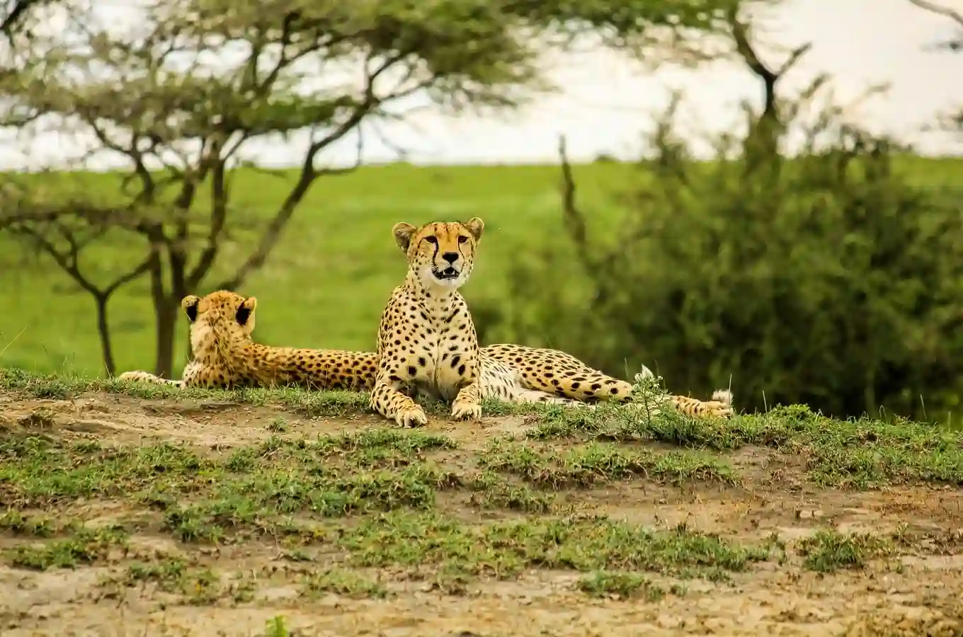 10-Day Tanzania Wildlife & Culture Safari