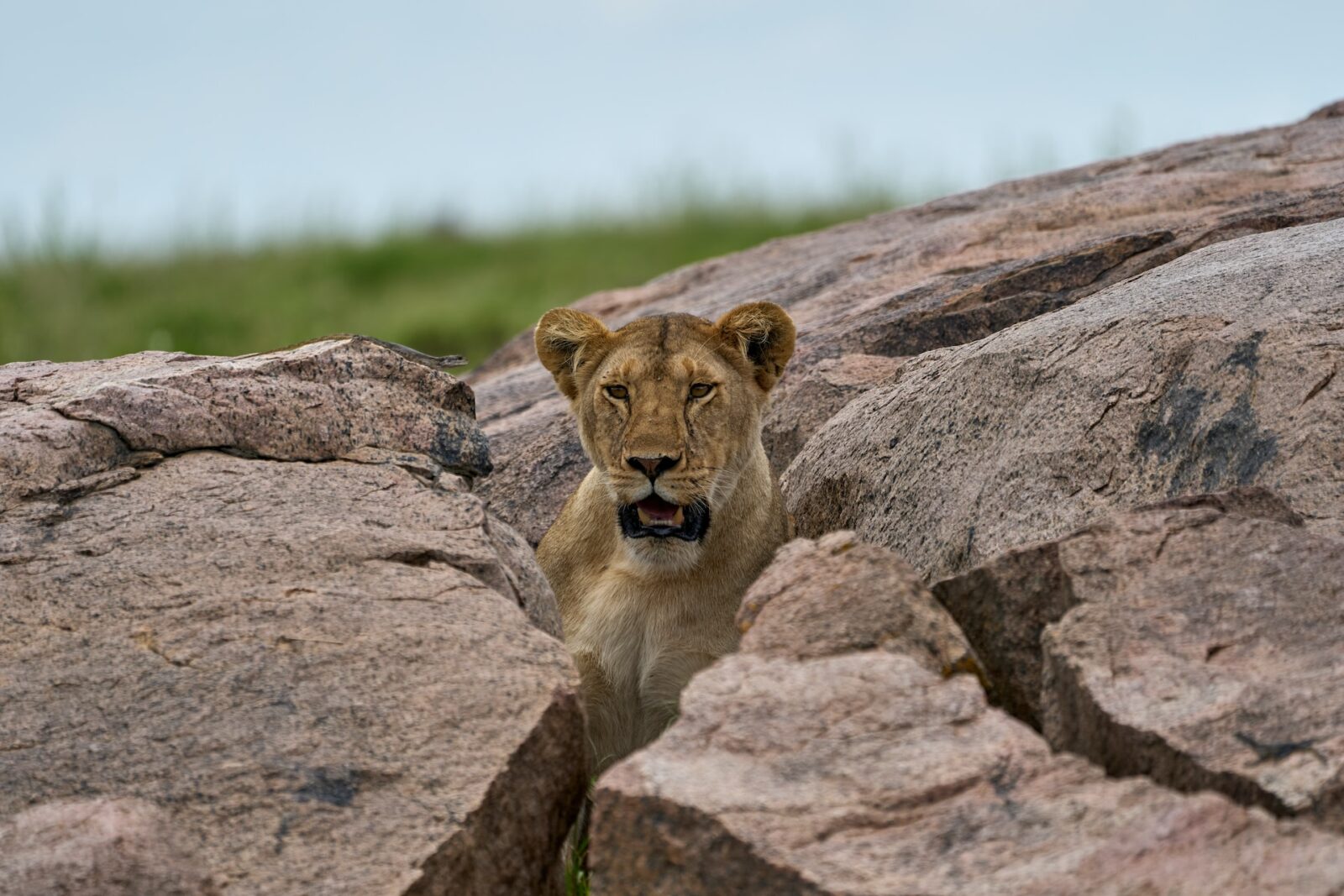 10-Day Tanzania Wildlife & Culture Safari