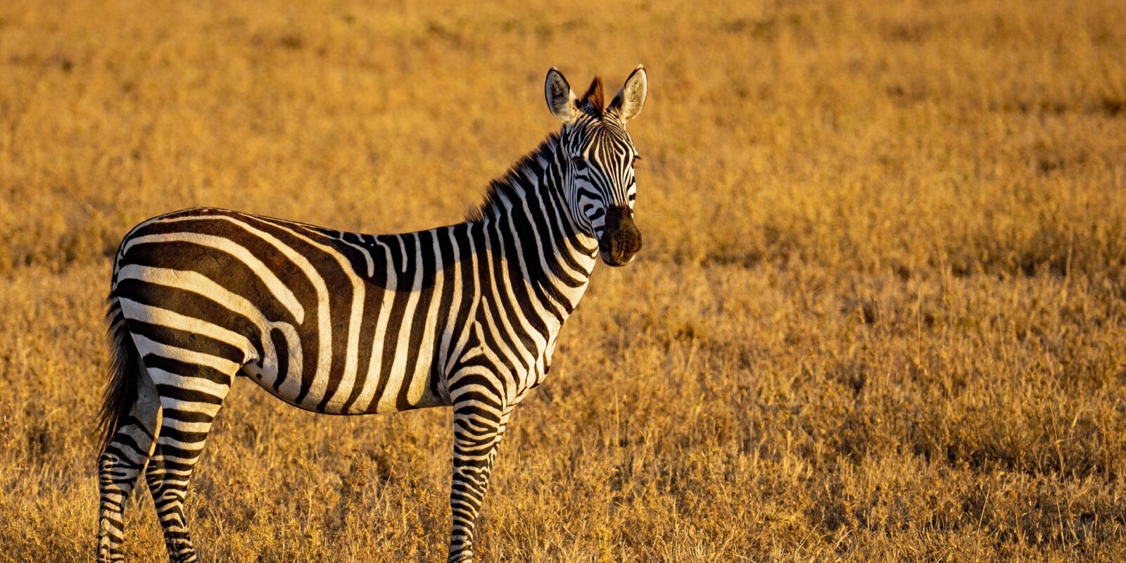 10-Day Tanzania Wildlife & Culture Safari