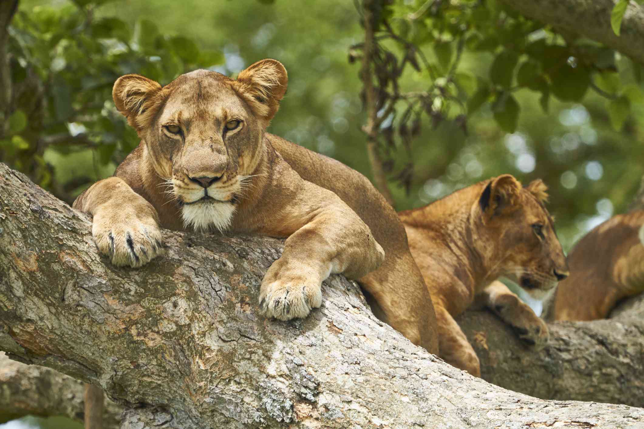 10-Day Uganda Luxury Safari