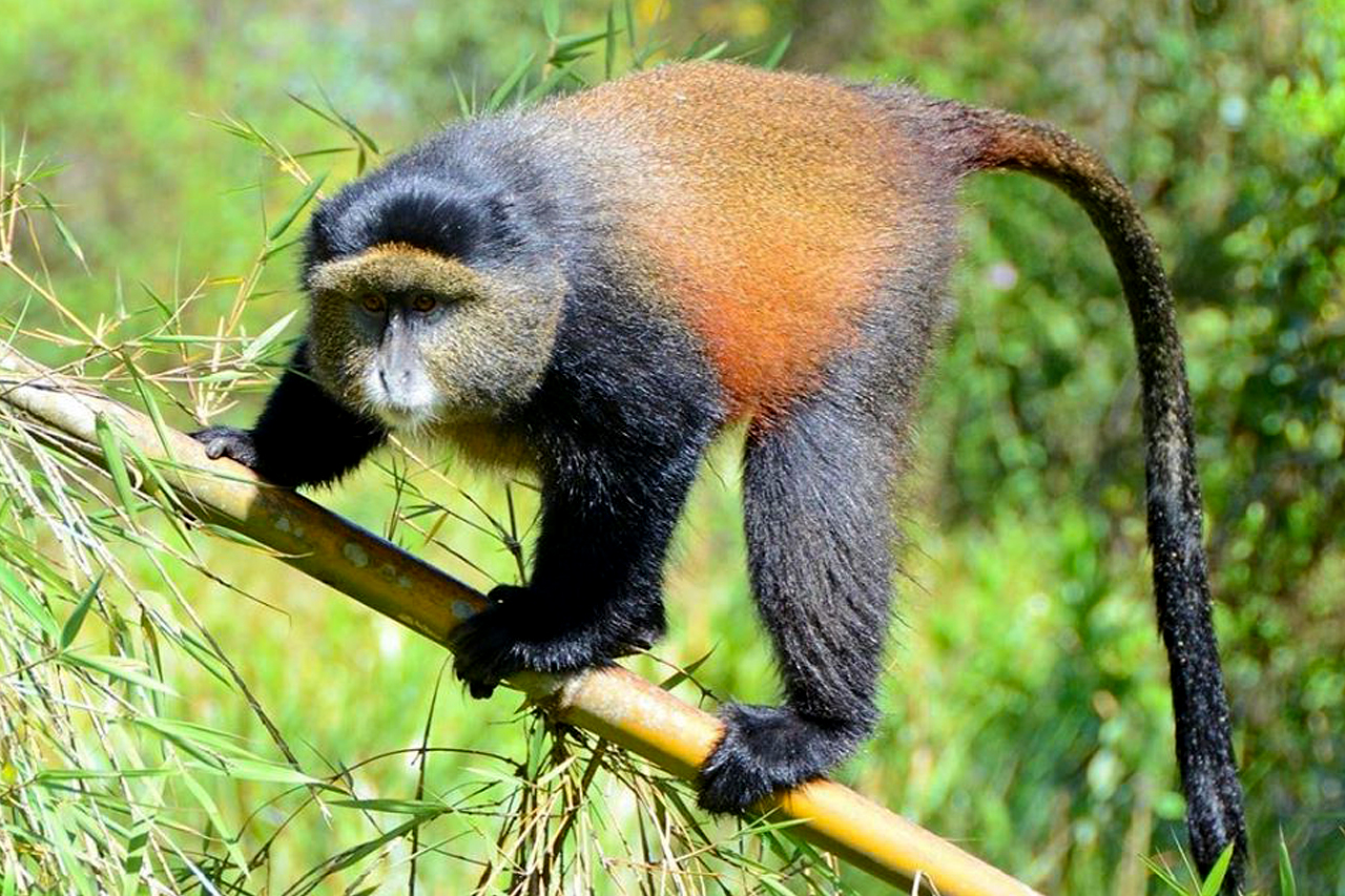10 Days Classic Uganda & Rwanda Safari