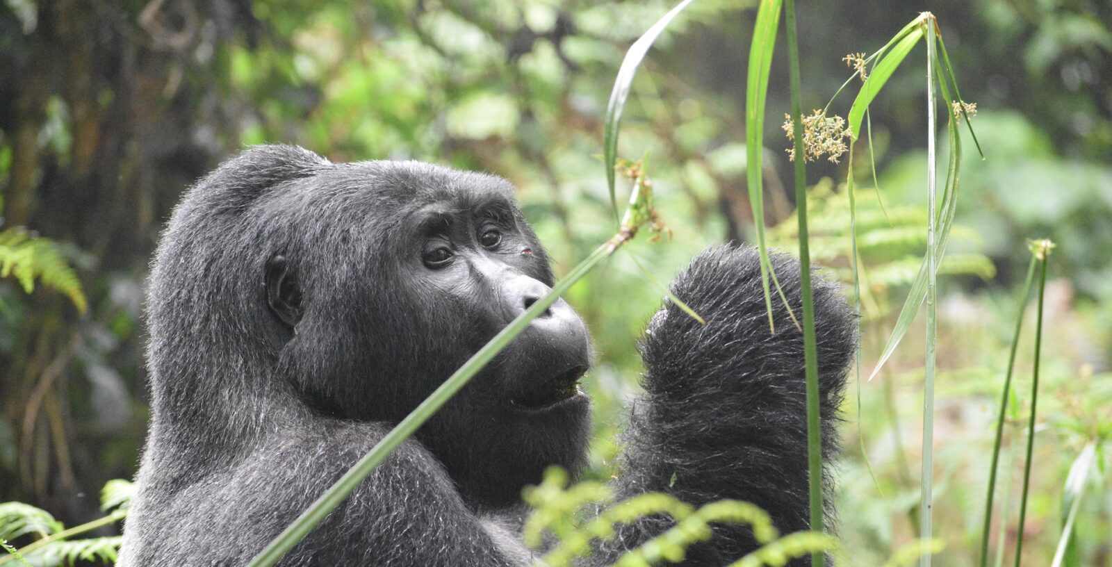 10 Days Classic Uganda & Rwanda Safari