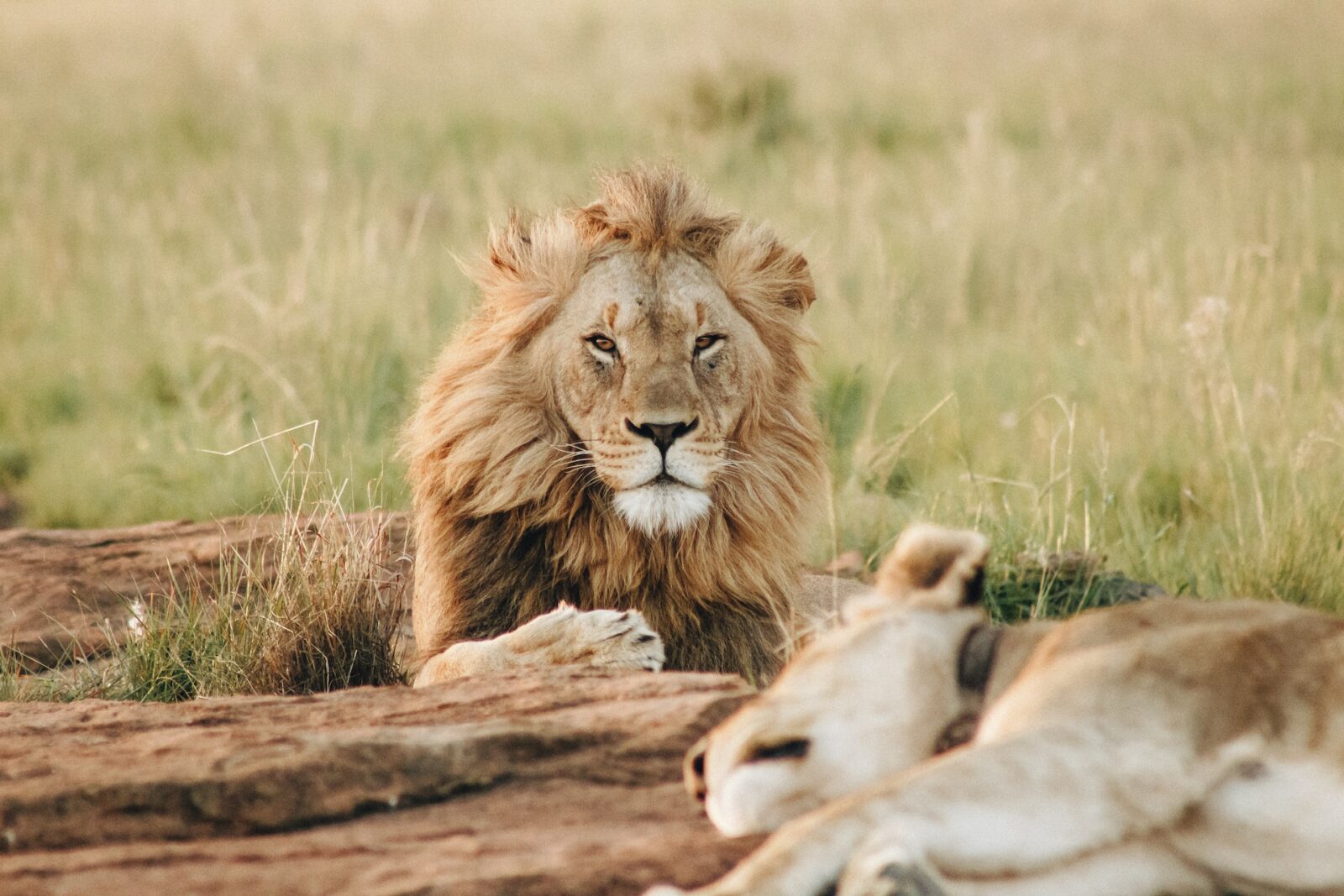 10 Days Classic Uganda & Rwanda Safari