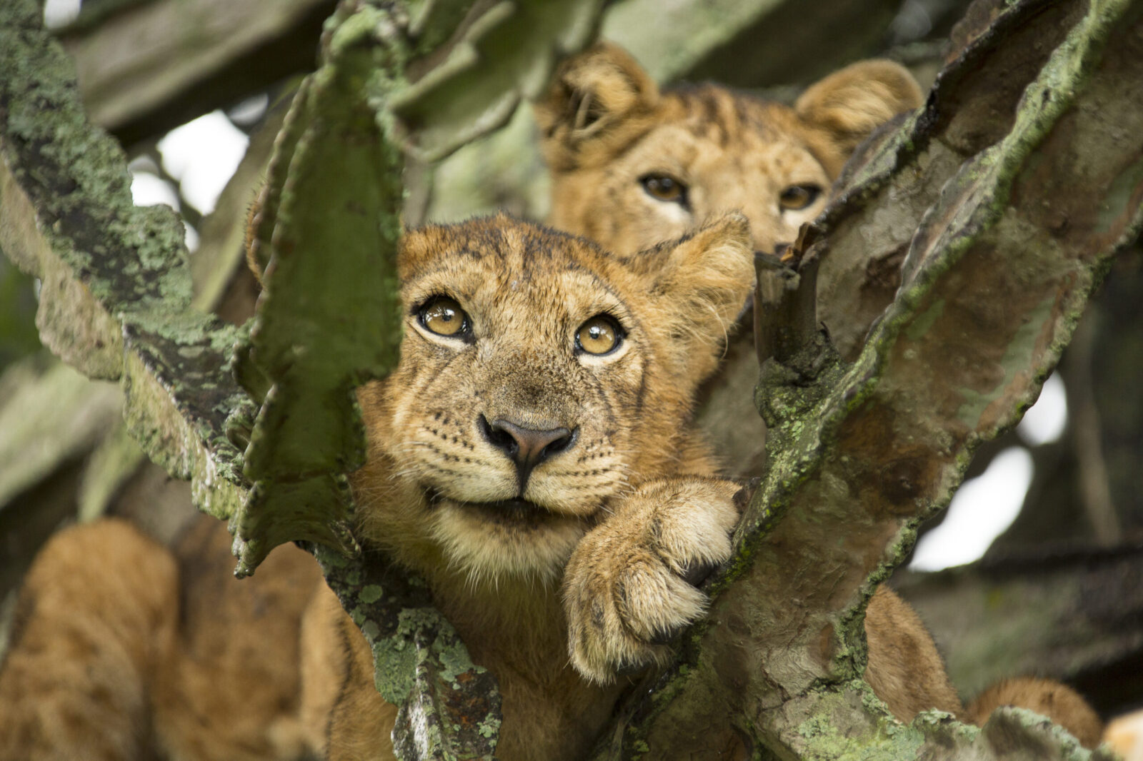 10 Days Uganda Photography Safari