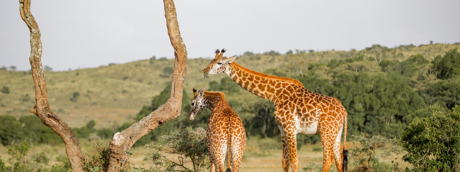 10 Days Uganda Photography Safari