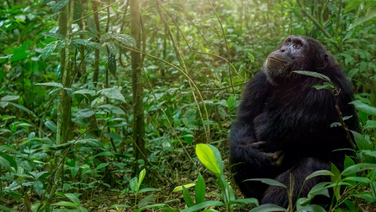 12-Day Uganda Primates & Wildlife Grand Tour