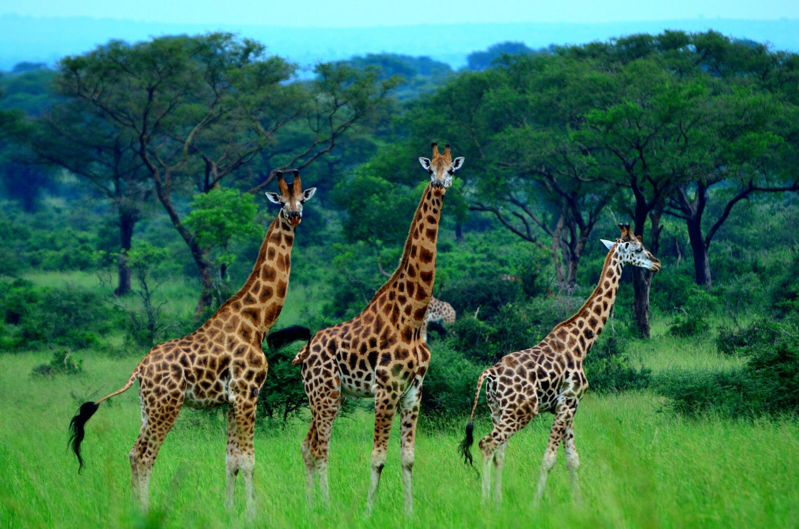 12-Day Uganda Primates & Wildlife Grand Tour