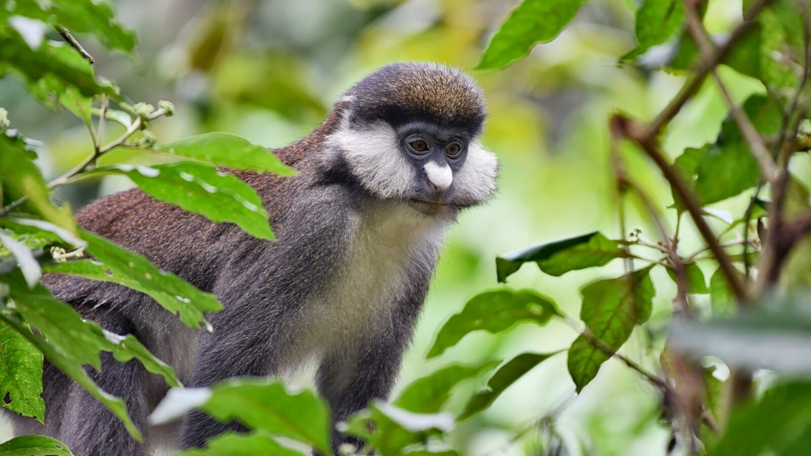 12-Day Uganda Primates & Wildlife Grand Tour