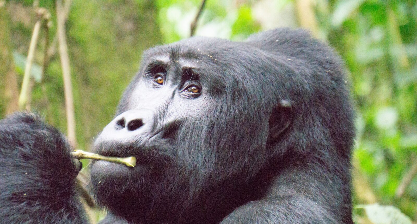 12-Day Uganda Primates & Wildlife Grand Tour