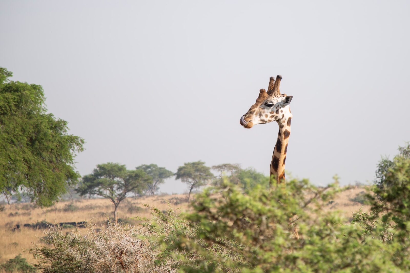 12-Day Uganda Safari & Adventure Experience