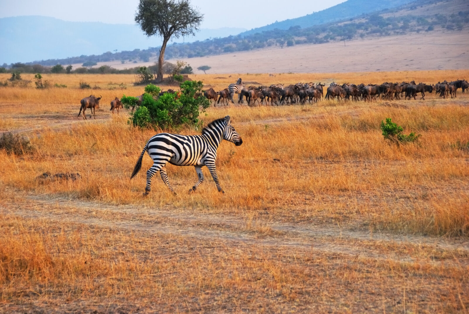 12 Days Kenya Ultimate Safari