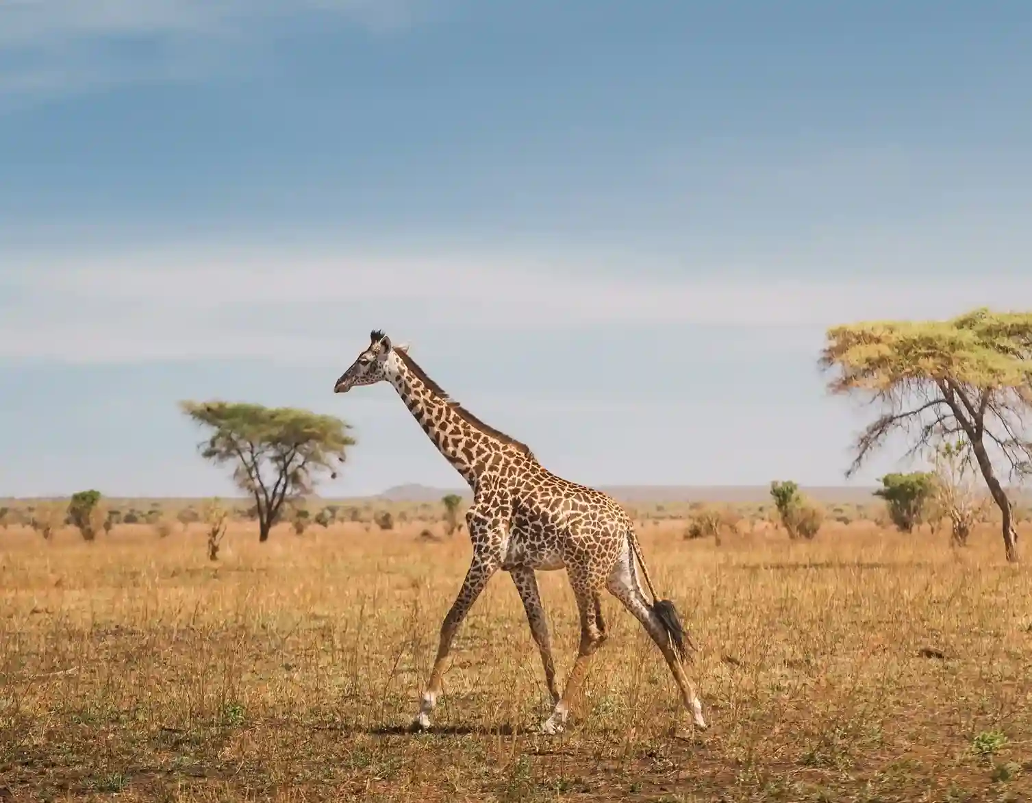 12 Days Tanzania Ultimate Safari