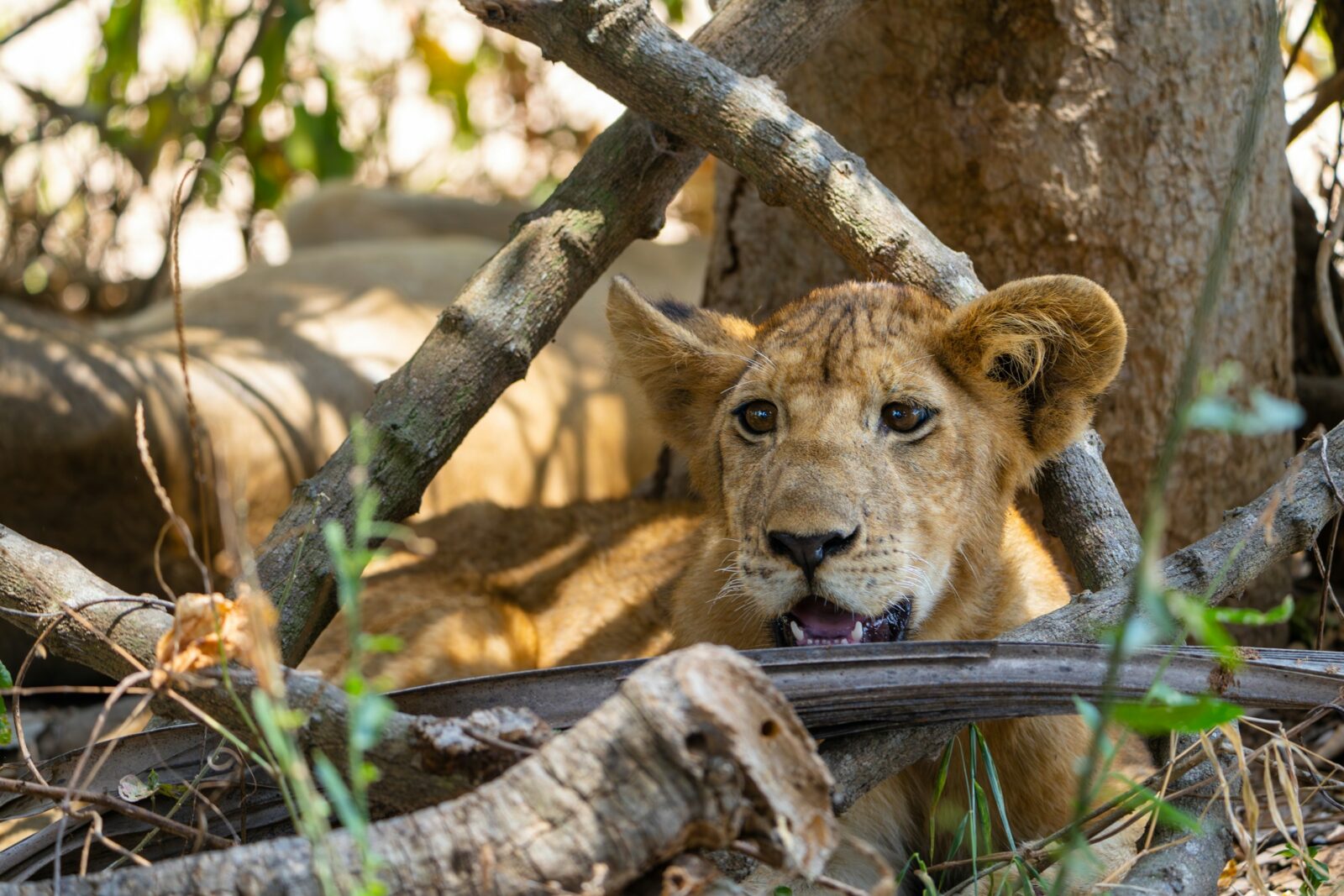 12 Days Tanzania Ultimate Safari