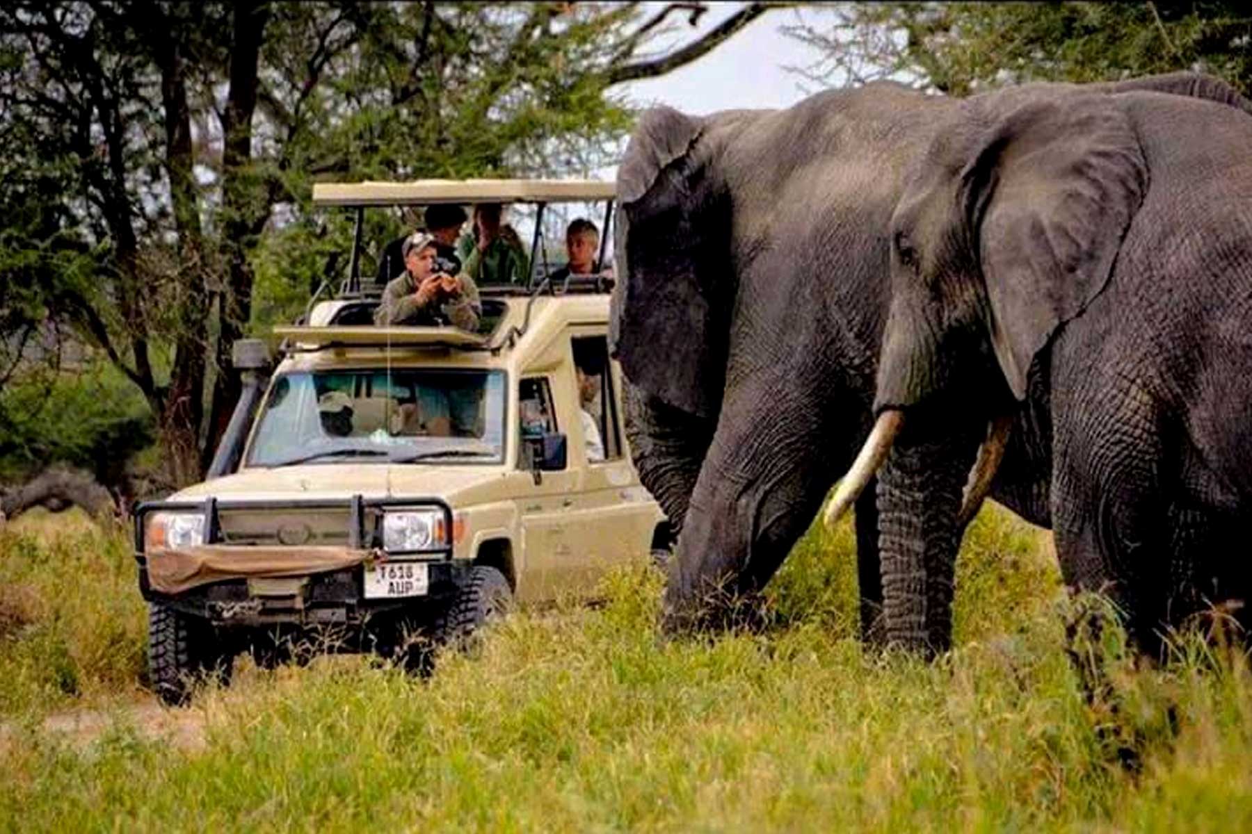 12 Days Tanzania Ultimate Safari