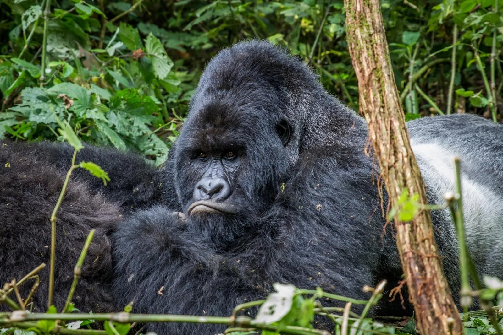 12 Days Uganda Primate & Big Five Safari
