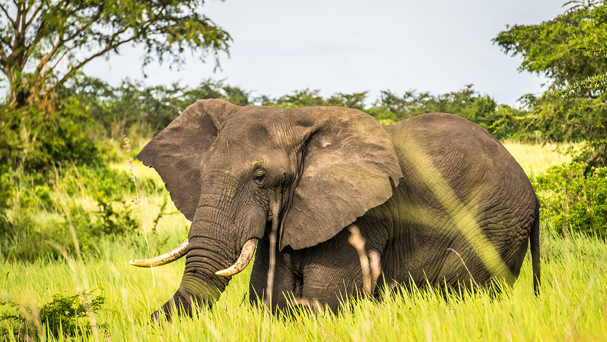 12 Days Uganda Primate & Big Five Safari