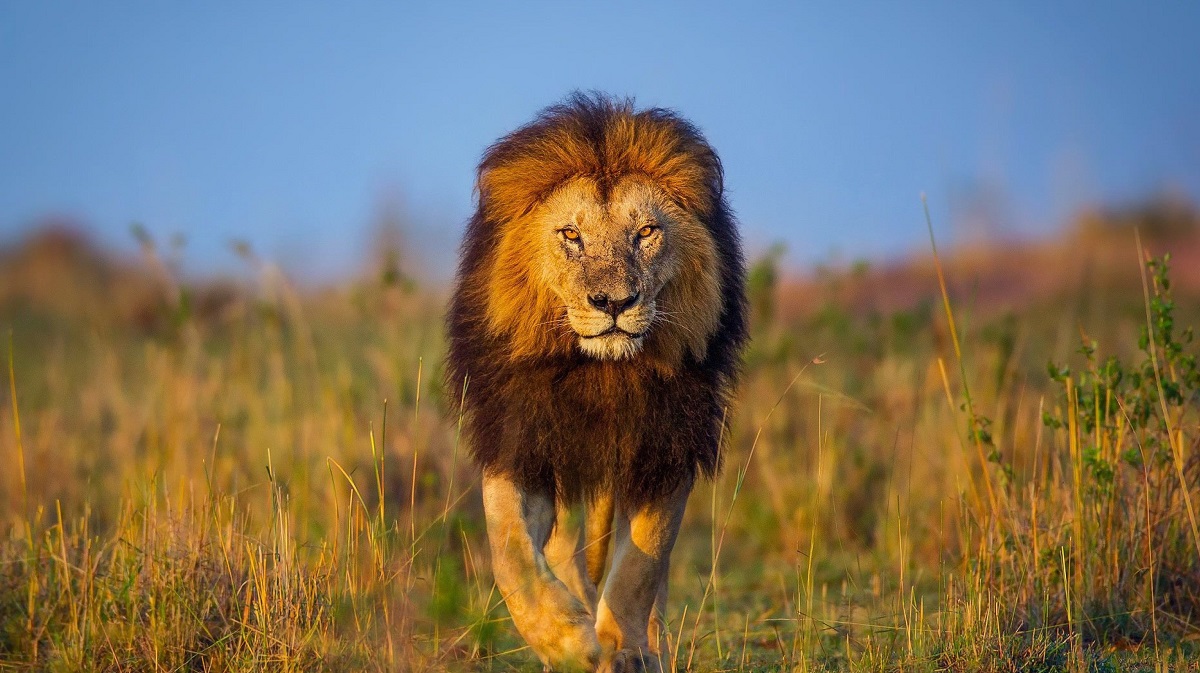 12 Days Uganda Primate & Big Five Safari
