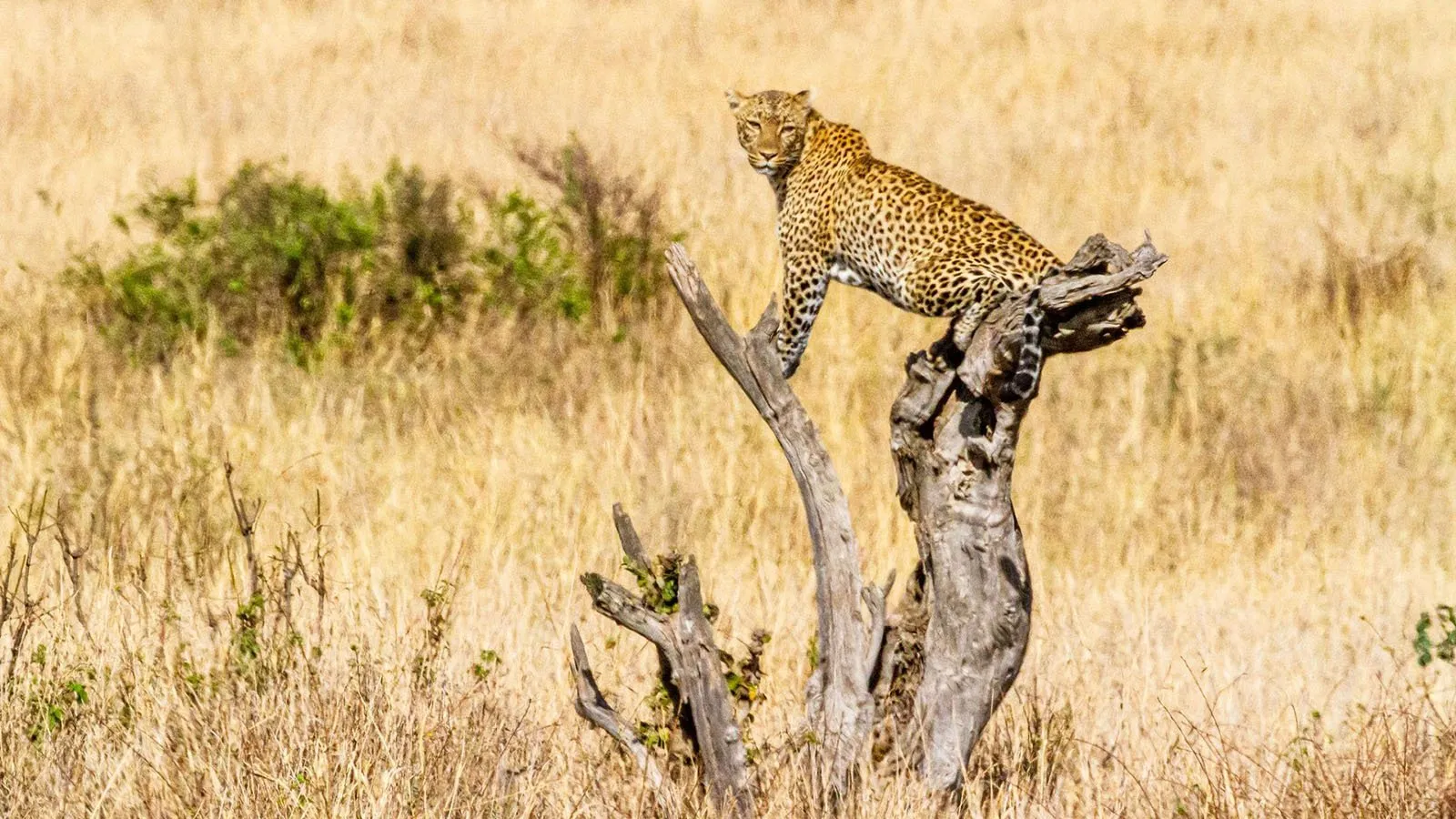 12 Days Uganda Primate & Big Five Safari