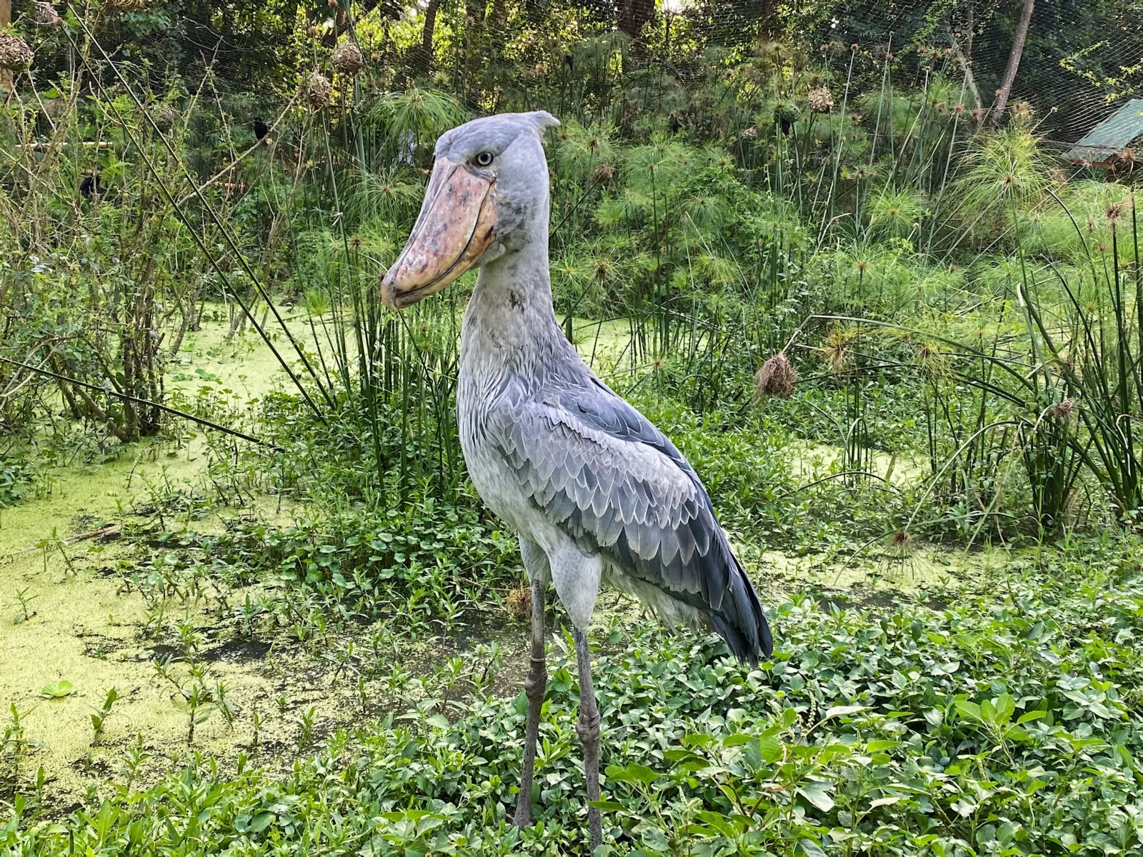 12 Days Uganda & Rwanda Birding Safari