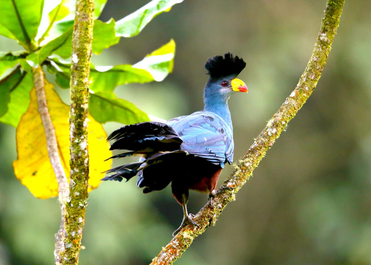 12 Days Uganda & Rwanda Birding Safari