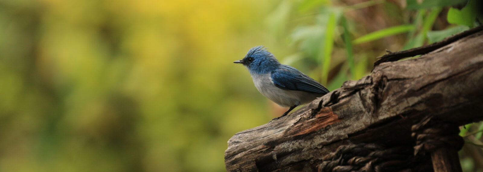 12 Days Uganda & Rwanda Birding Safari