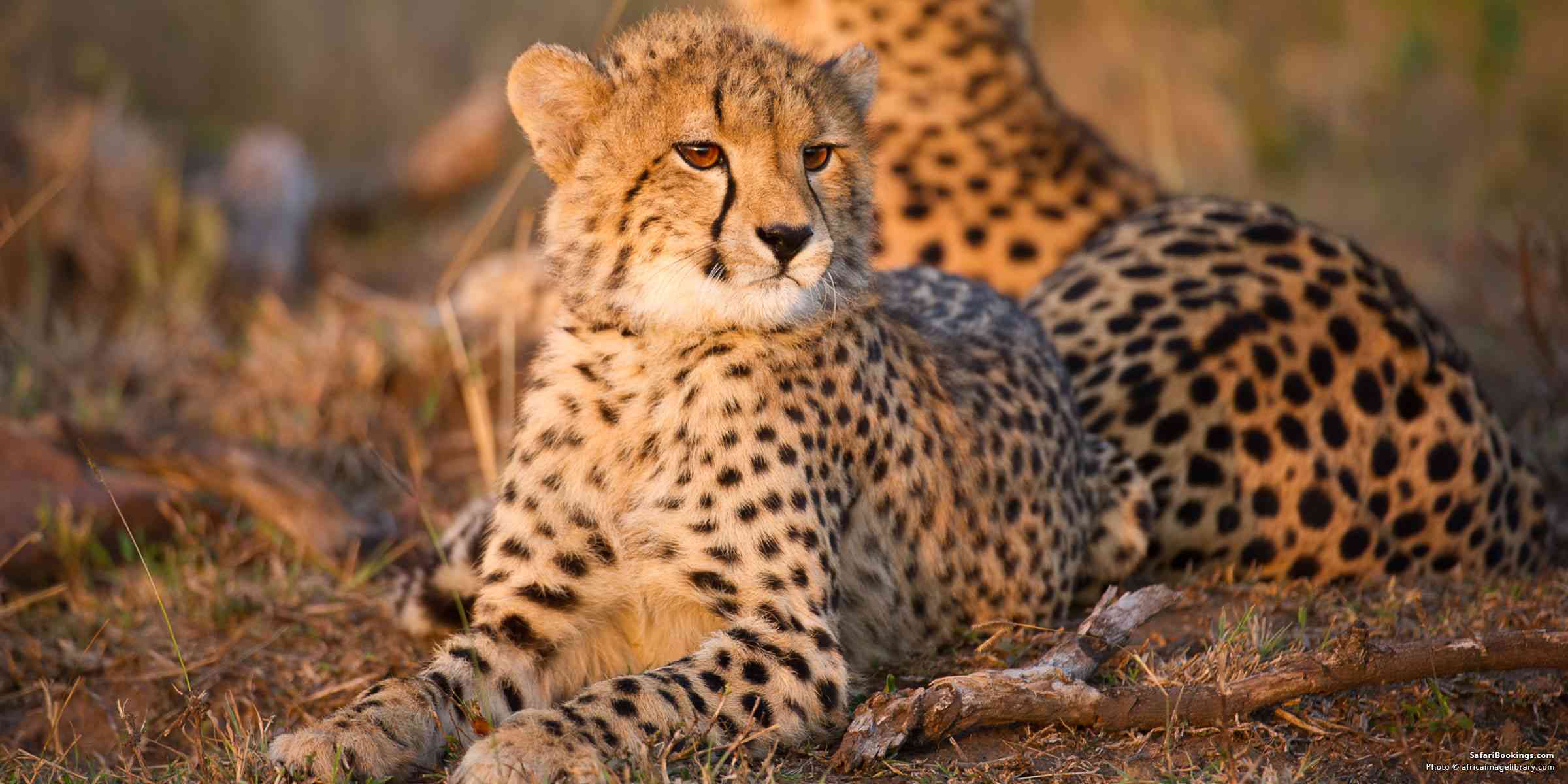 12 Days Uganda & Rwanda Luxury Safari Escape