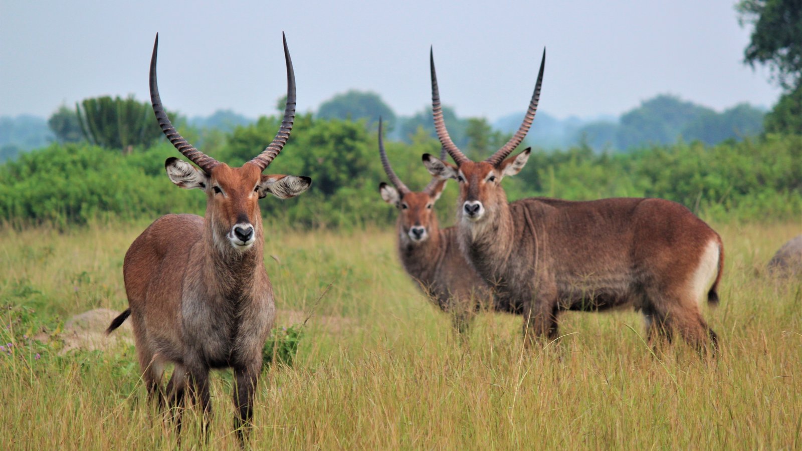 12 Days Uganda & Rwanda Luxury Safari Escape