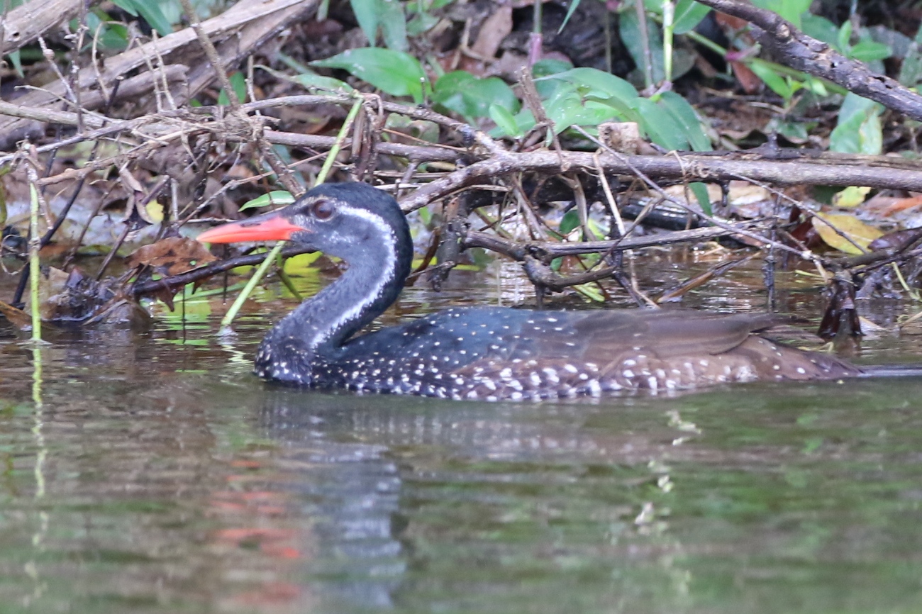 14-Day Uganda Culture & Wildlife Immersion