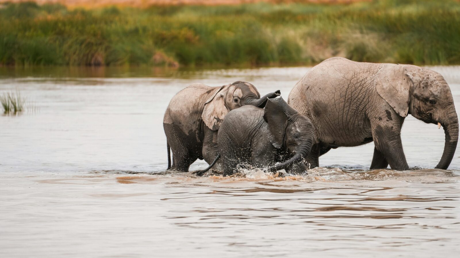 14-Day Uganda Culture & Wildlife Immersion