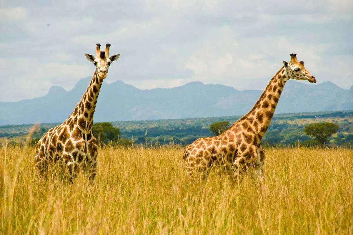 14-Day Uganda Culture & Wildlife Immersion