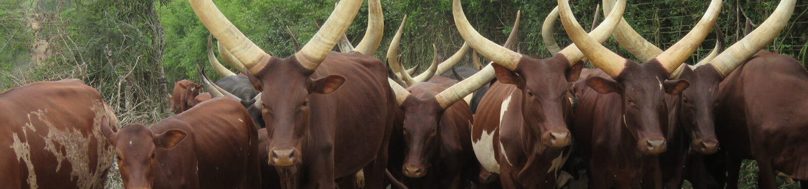 14-Day Uganda Culture & Wildlife Immersion