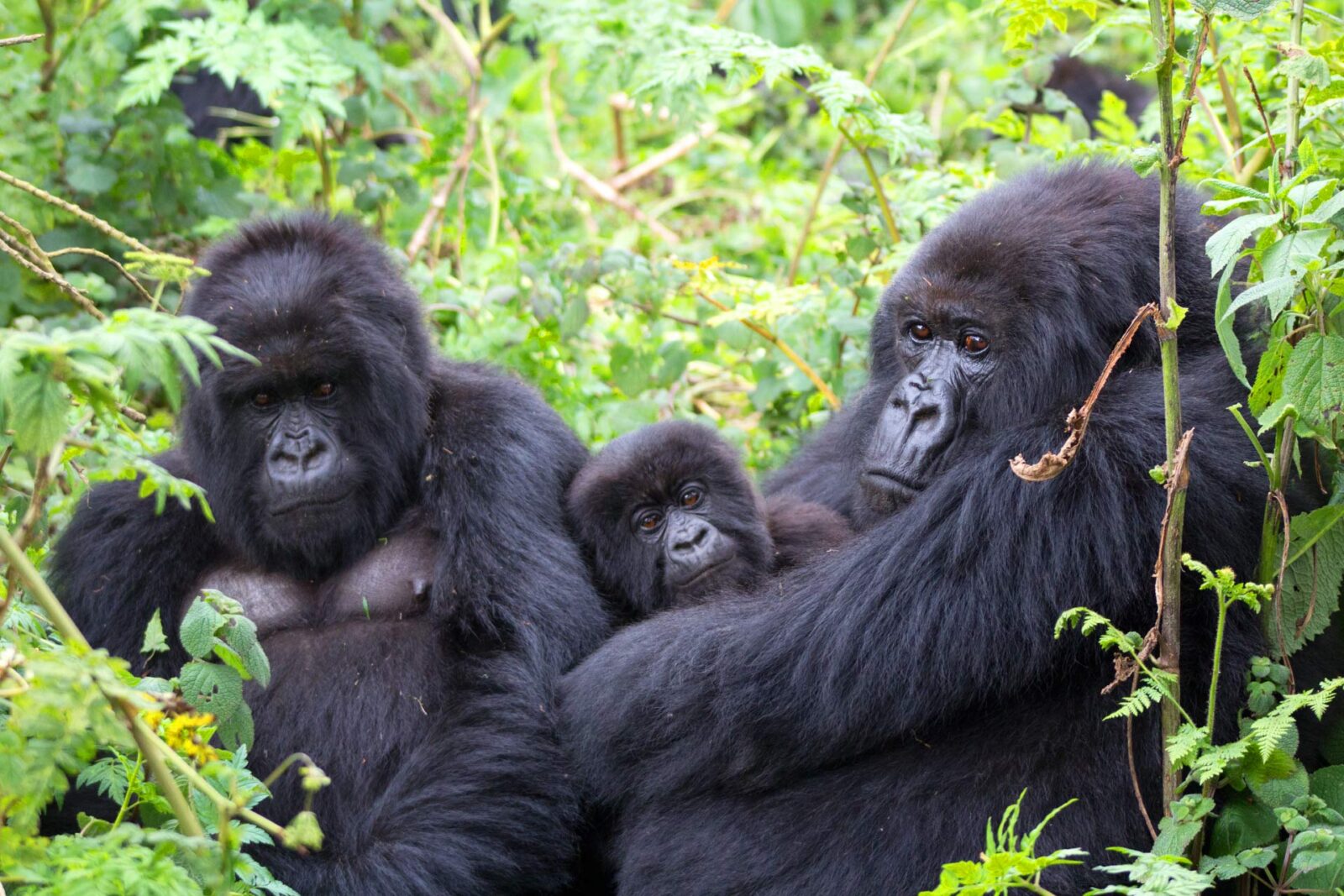 14 Days Best of Uganda & Rwanda Safari 1 14 Days Best of Uganda & Rwanda Safari