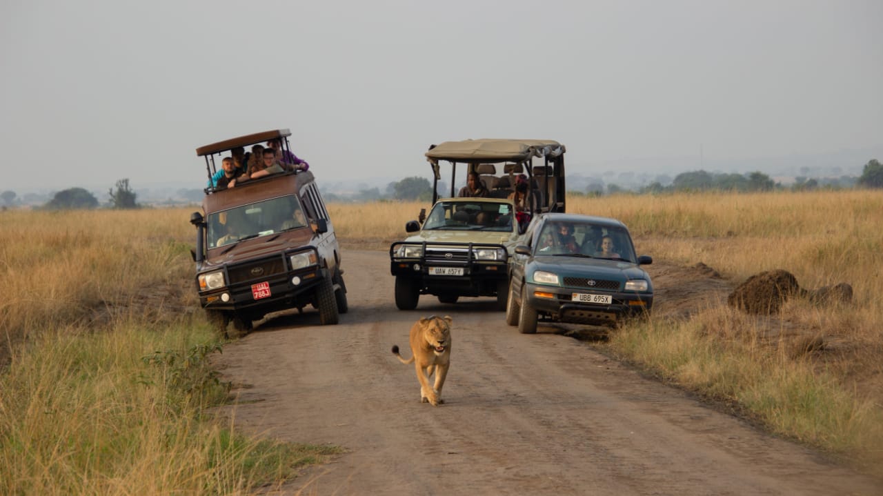 14 Days Best of Uganda & Rwanda Safari 2 14 Days Best of Uganda & Rwanda Safari