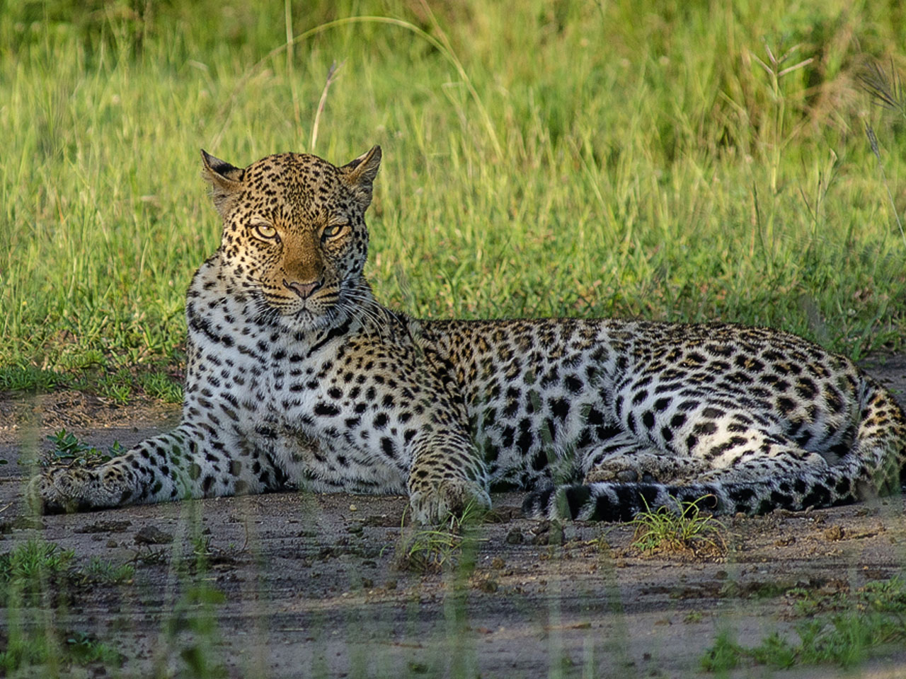 14 Days Best of Uganda & Rwanda Safari 3 14 Days Best of Uganda & Rwanda Safari