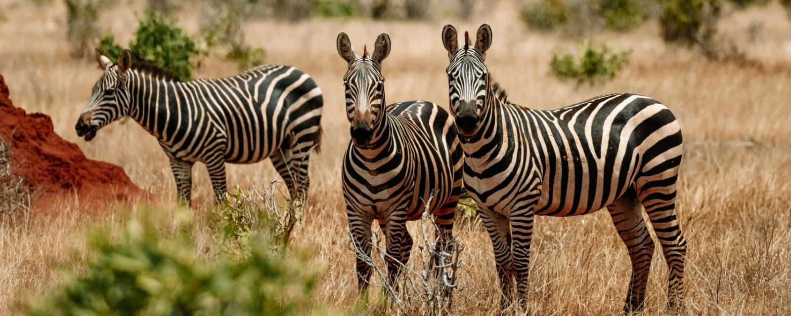 14 Days Best of Uganda & Rwanda Safari 14 Days Best of Uganda & Rwanda Safari