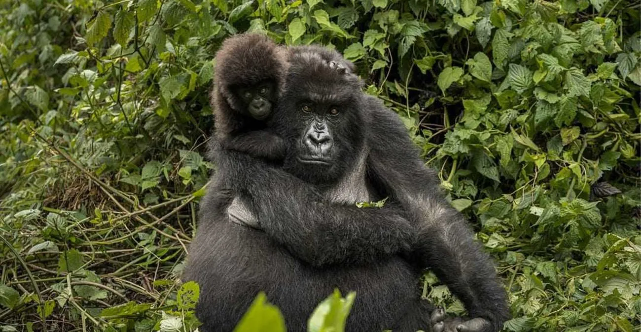 14 Days Uganda & Rwanda Photography Safari