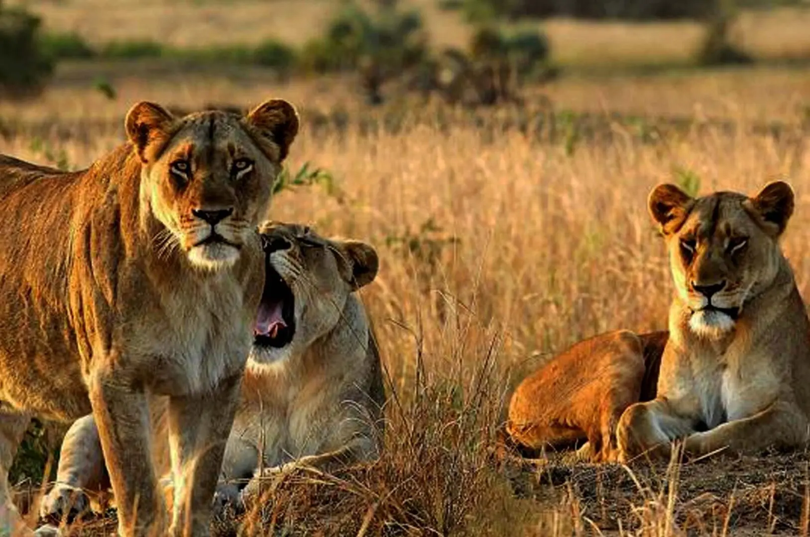 14 Days Uganda & Rwanda Photography Safari