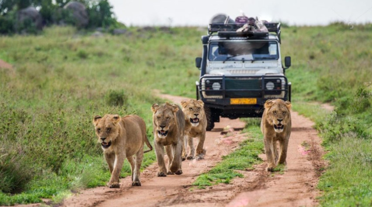 14 Days Uganda Ultimate Adventure Safari