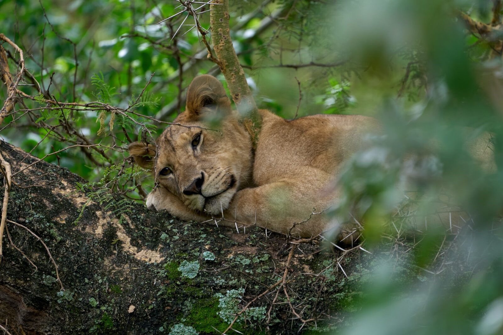 14 Days Uganda Ultimate Adventure Safari