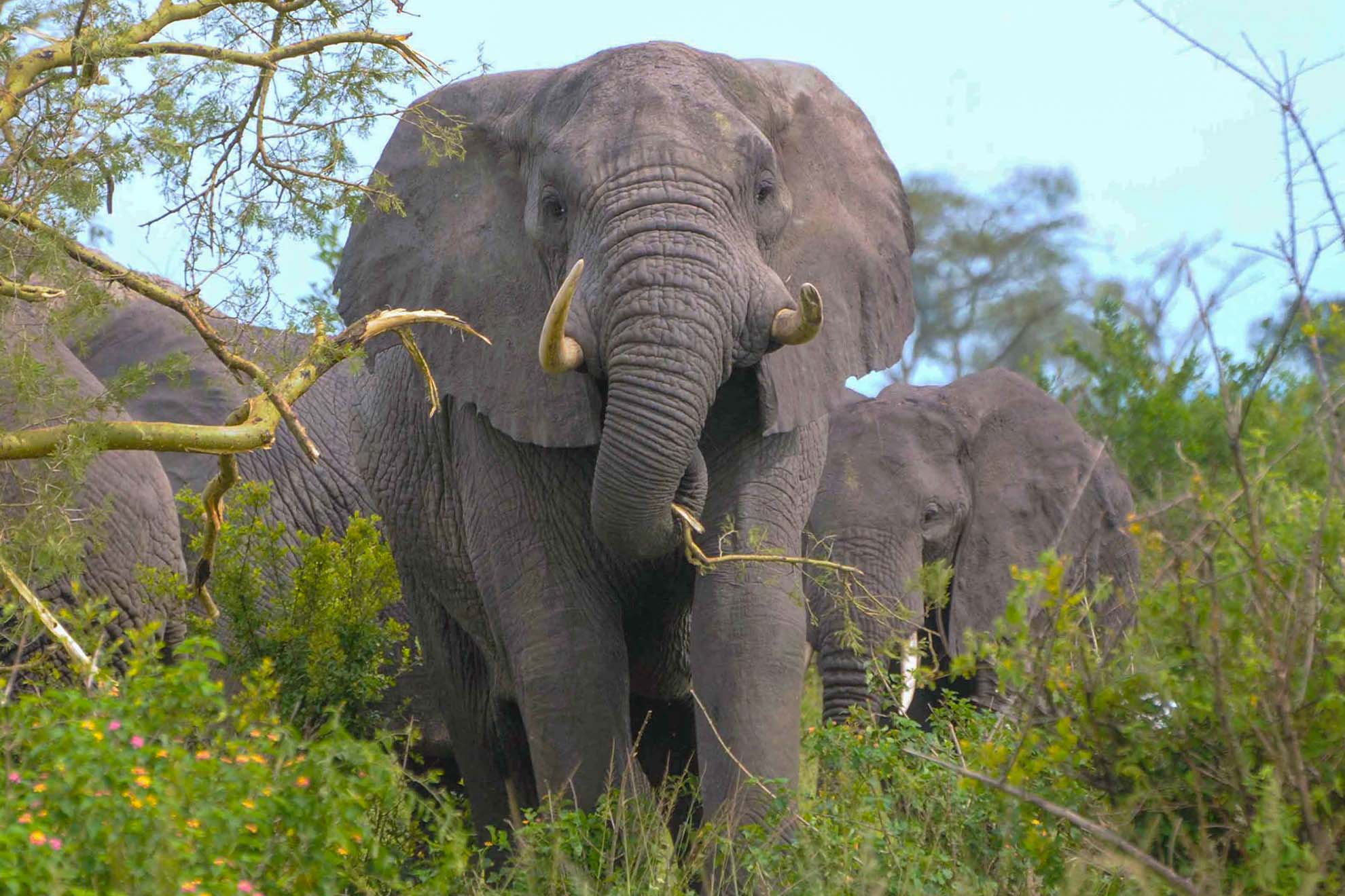 14 Days Uganda Ultimate Adventure Safari