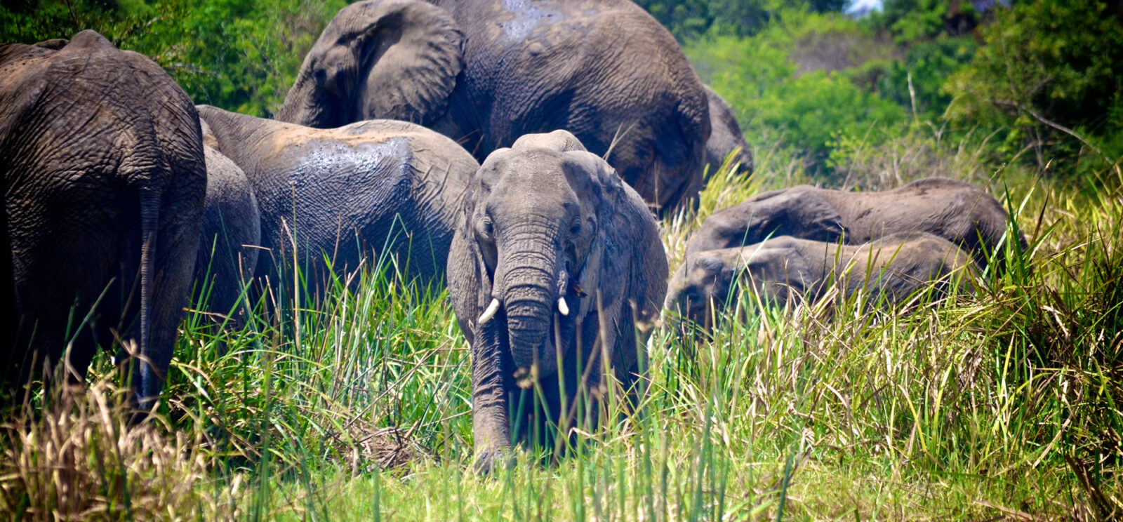 16 Days Ultimate Uganda & Rwanda Safari