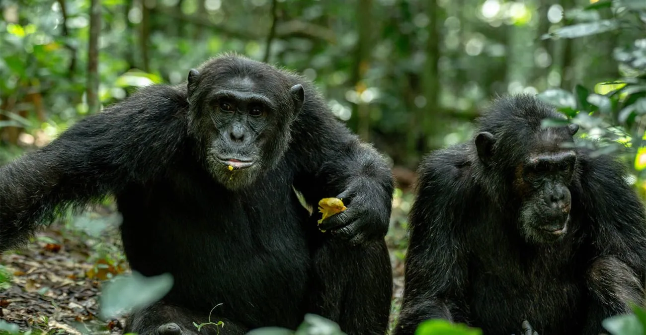 16 Days Ultimate Uganda & Rwanda Safari