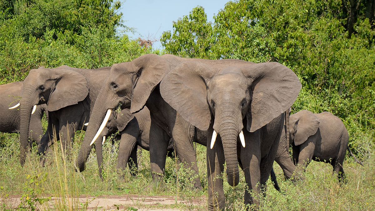 16 Days Ultimate Uganda & Rwanda Safari