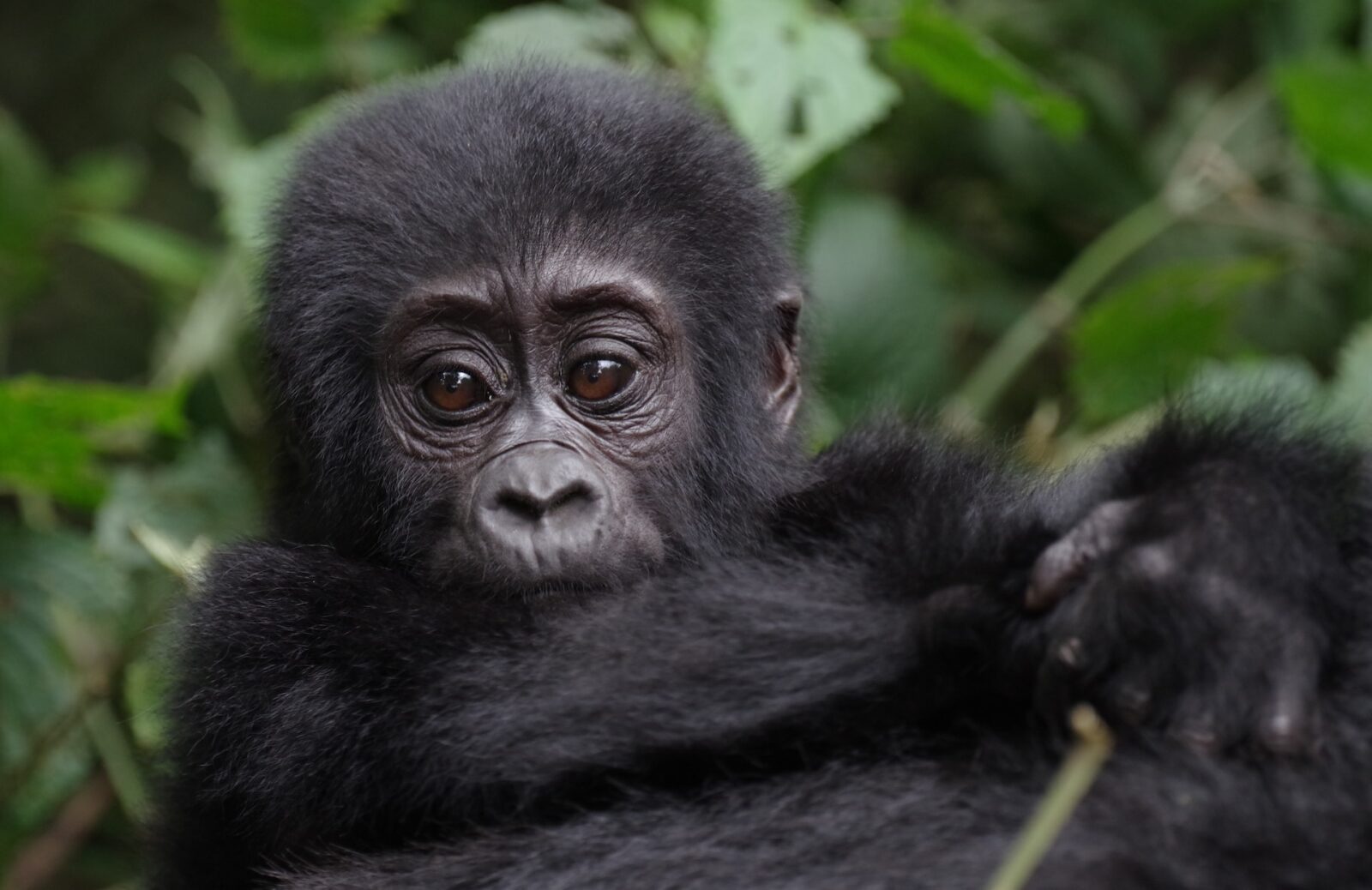 3-Day Gorilla Trekking Express Safari