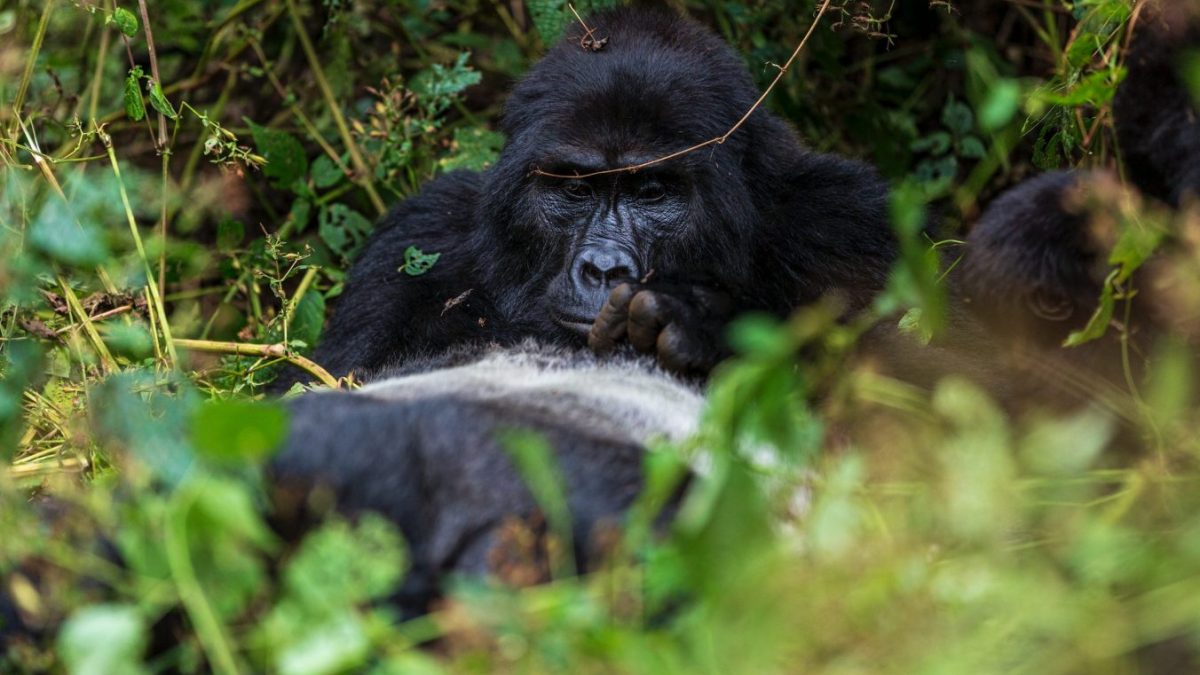 3-Day Gorilla Trekking Express Safari