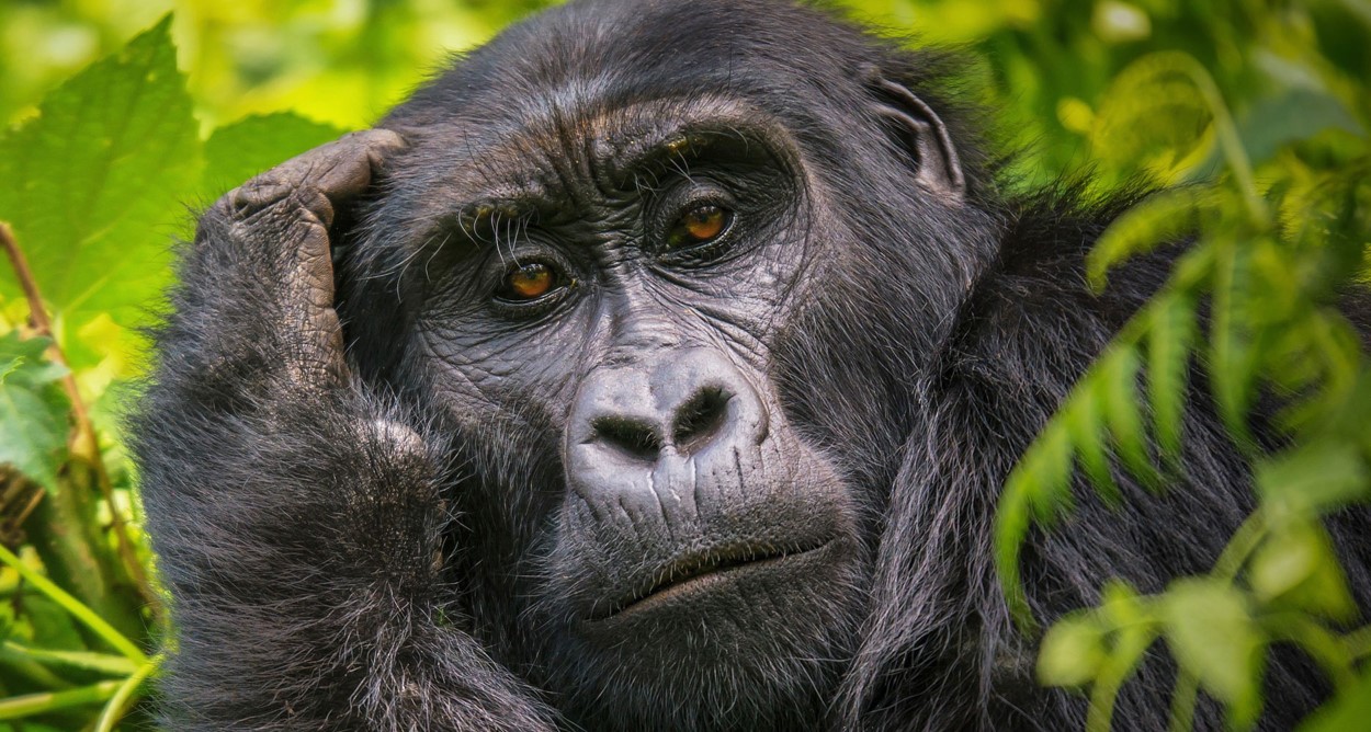 3-Day Gorilla Trekking Express Safari