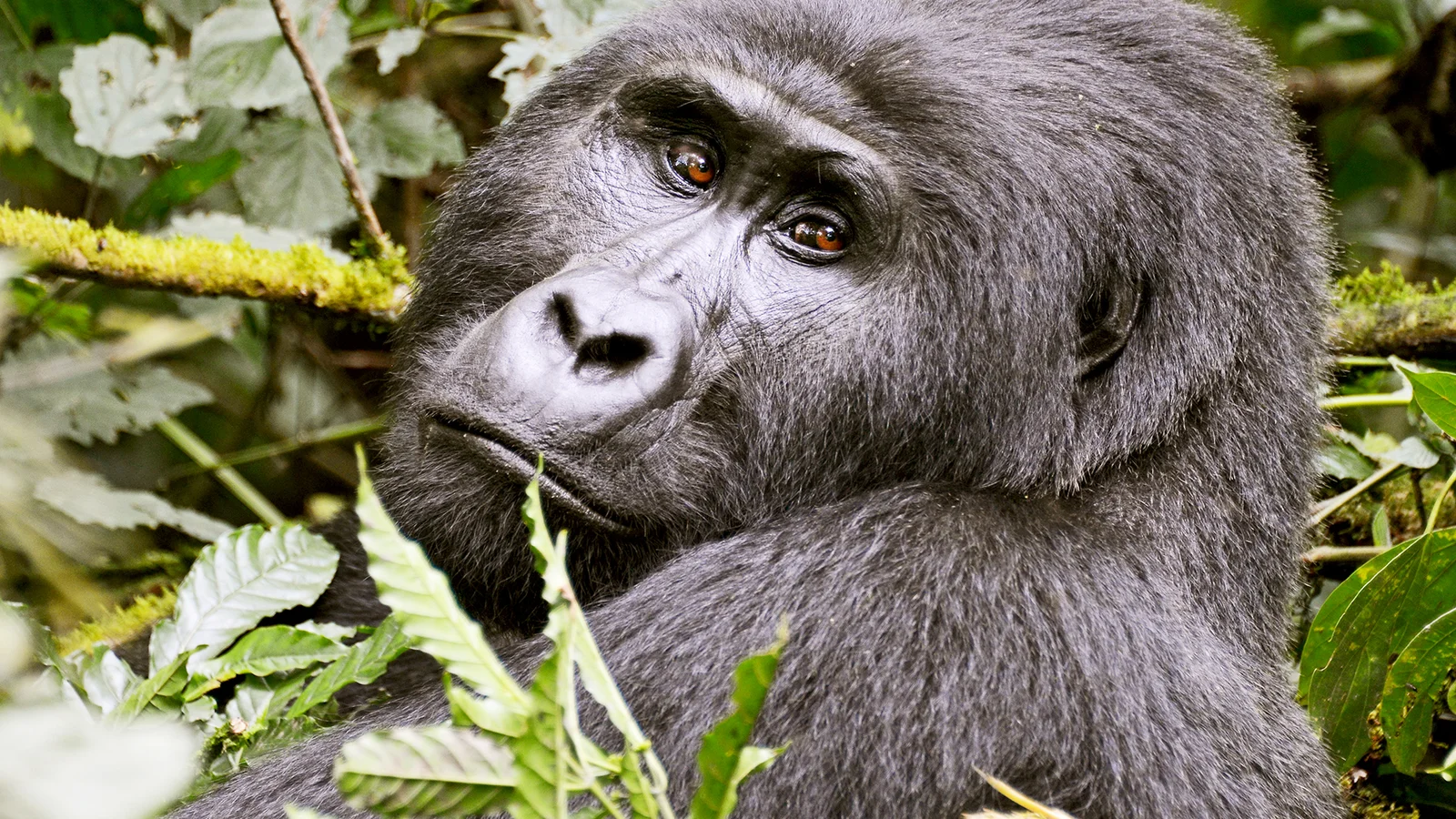 3-Day Gorilla Trekking Express Safari