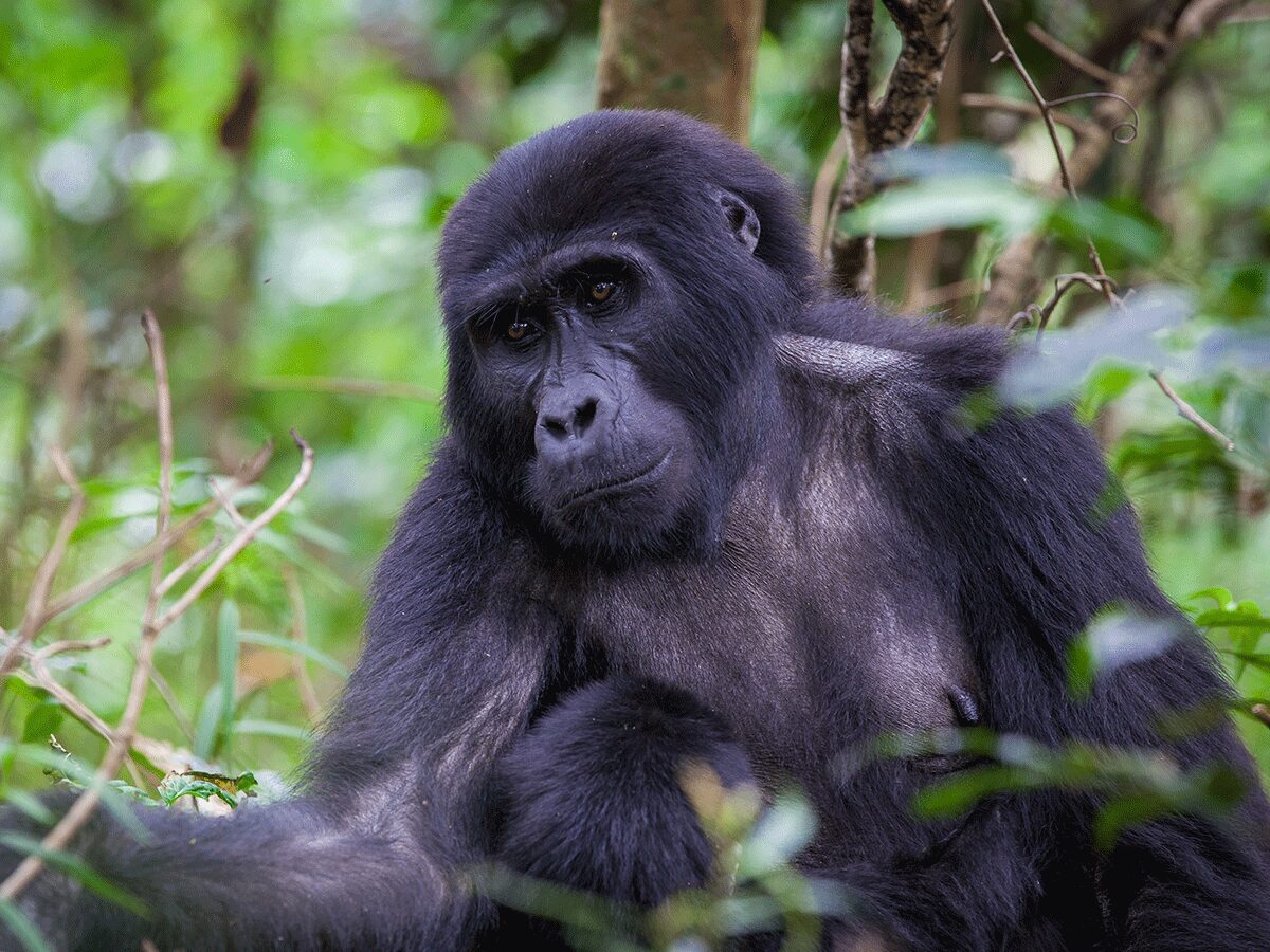 3-Day Gorilla Trekking Fly-In Safari